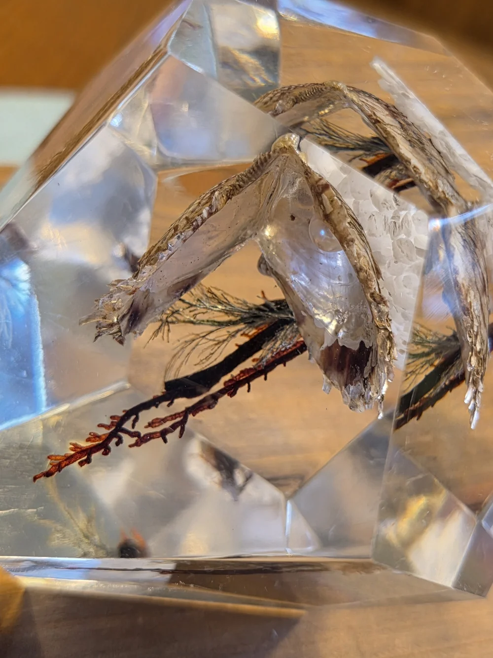 VTG Faceted Lucite Coastal Oyster Paperweight